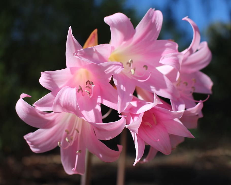 easter lilies, belladonna lilies, amaryllis belladonna, pink, flowers, autumn, bulbs, garden plants, south african bulbs, nature