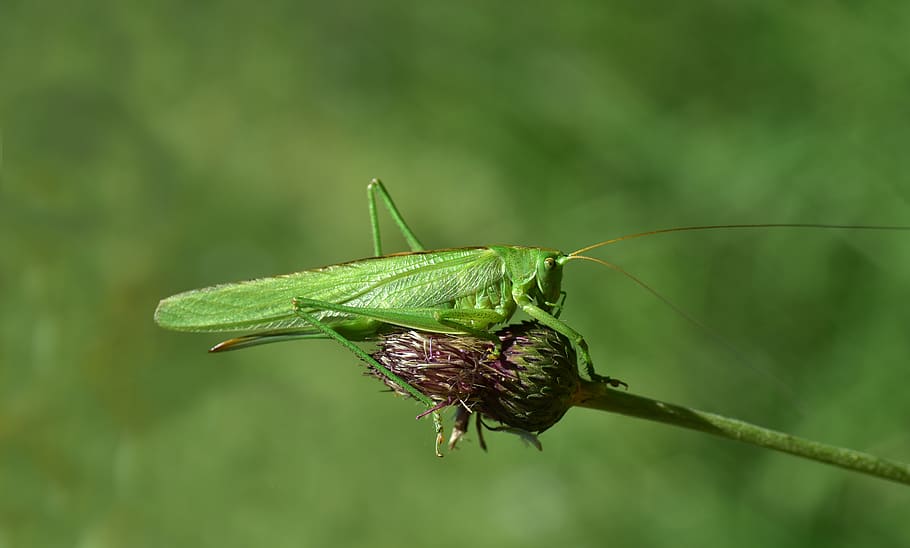 grasshopper, insect, nature, green, close up, macro, summer, animal, flight insect, meadow