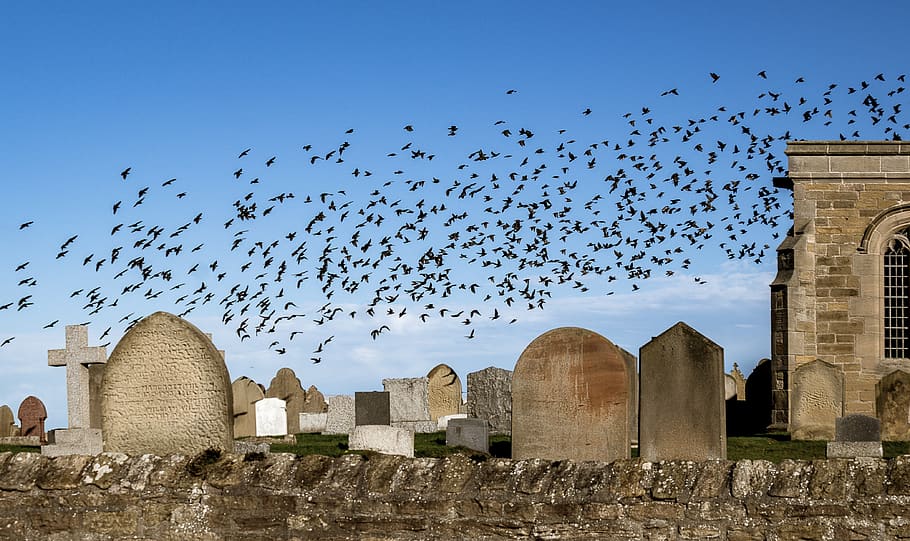 flock of birds, stare, star swarm, natural spectacle, bird migration, autumn, cemetery, sky, grave stones, religion