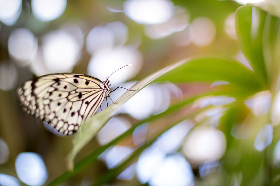 butterfly, flower, nature, plant, insect, gray, blur, bokeh, animal wildlife, animal themes