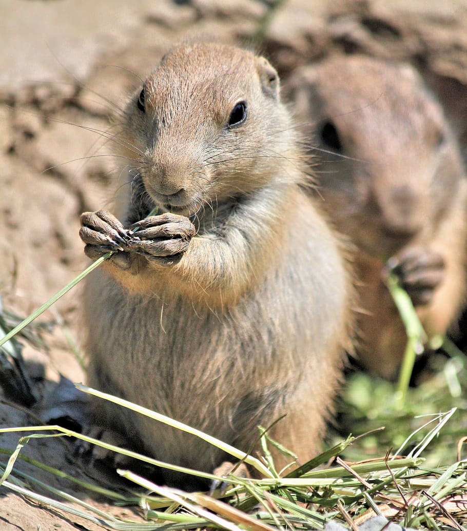 prairie dogs, animal, rodent, mammal, eat, small, feeding, nature, zoo, animal wildlife