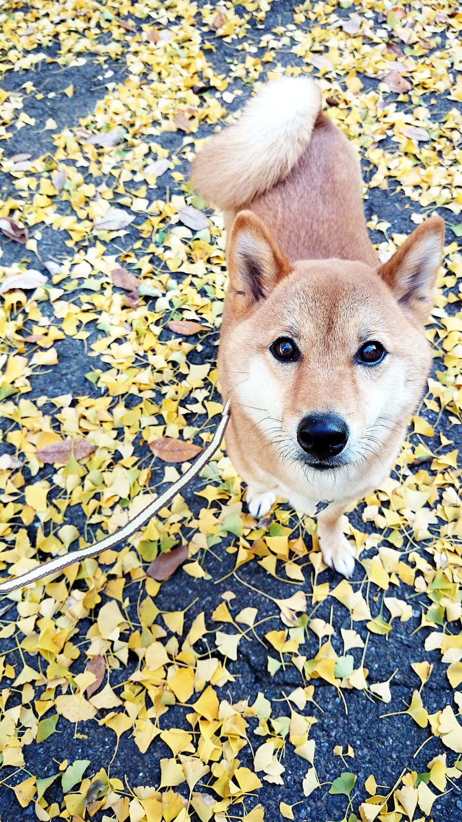 shiba inu, ginkgo biloba, autumn, dog, pet, fallen leaves, walk, park, autumnal leaves, leaf