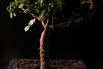 Page 3 - Royalty-free bonsai plants photos free download - Pxfuel
