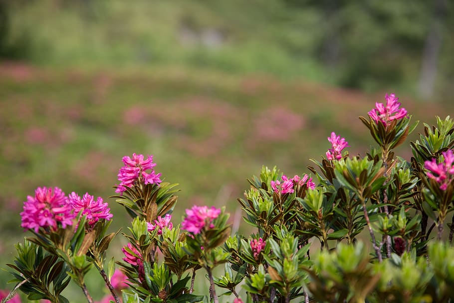 alpine roses, hiking, alpine, nature, mountains, landscape, alpine flowers, mountain flowers, mountain hiking, pink