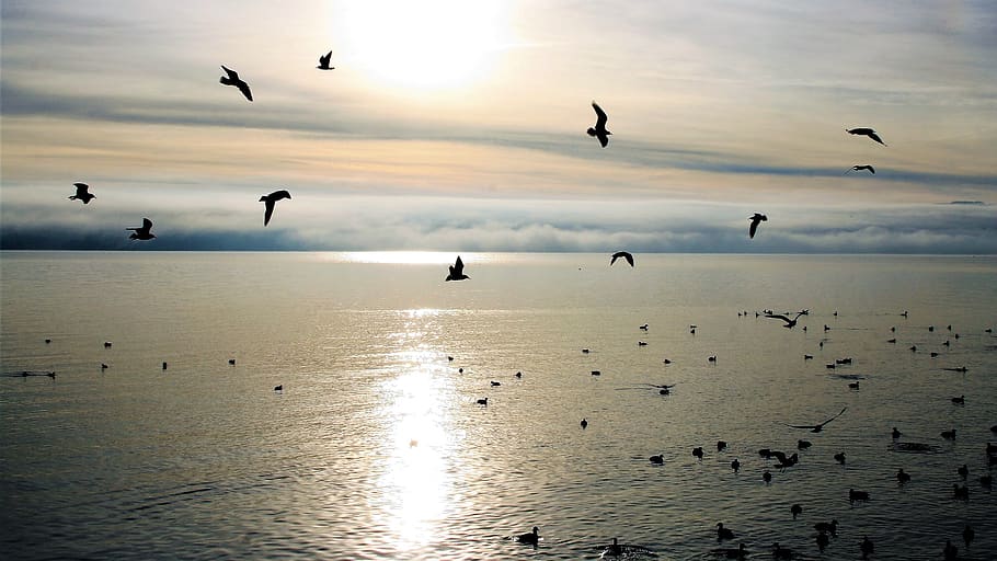 mañana, este, pájaros, resplandor, tranquilidad, otoño, lago, cielo, nubes, sol