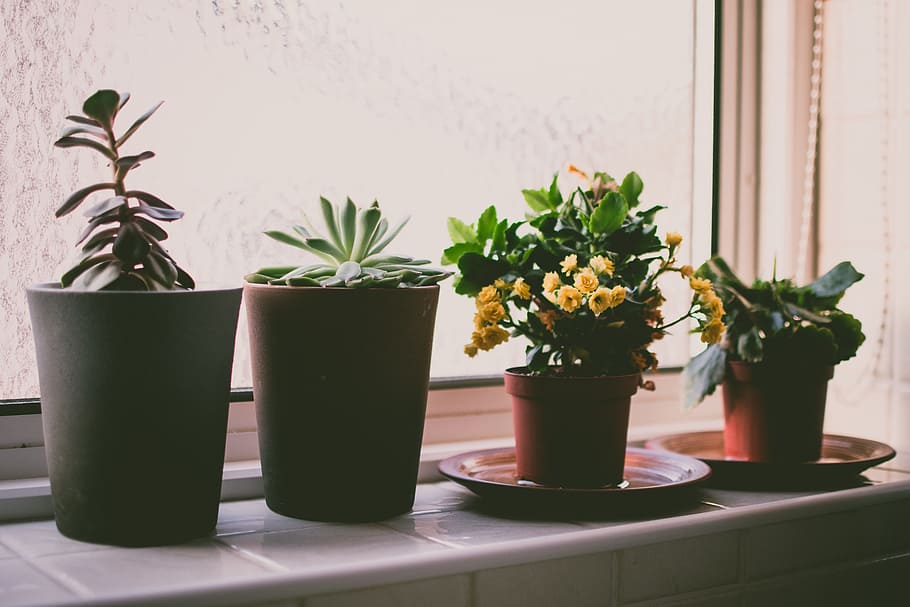 plants, window, sill, garden, house, home, flowers, nature, plant, potted plant