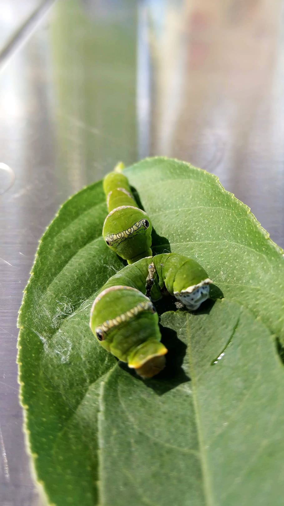 butterfly caterpillars, caterpillar, green caterpillar, butterfly, larvae, green, papilio, insect larvae, insect, leaf