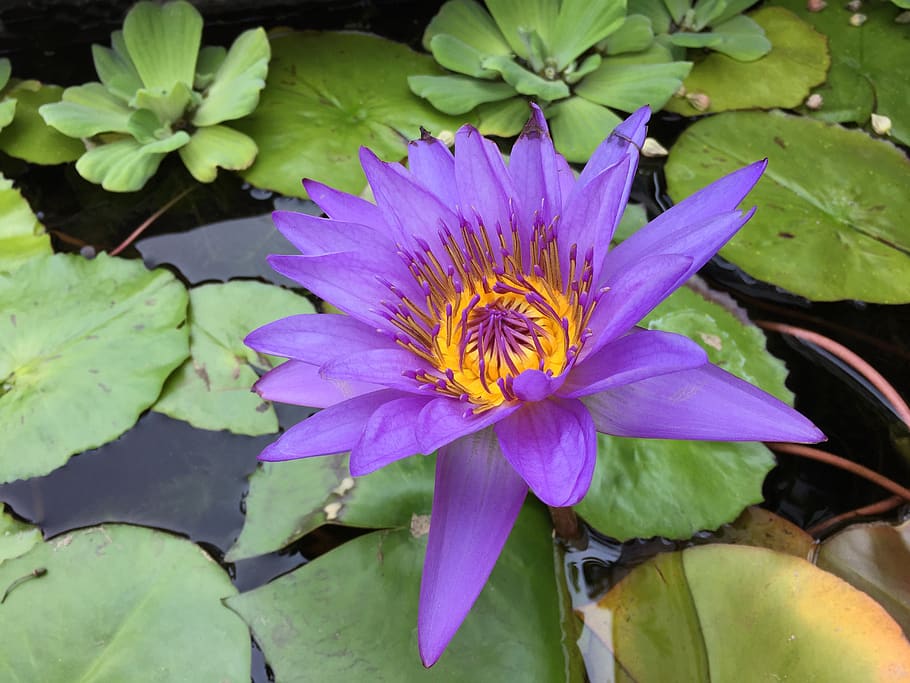 púrpura, magenta, flor de loto, flor, zen, relajarse, meditación, spa, felicidad, atención plena