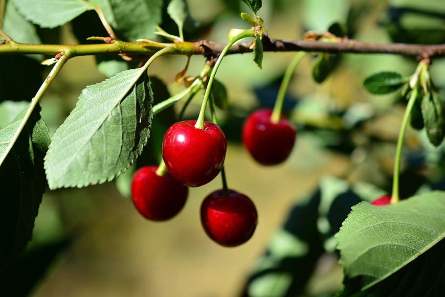 cherries, sour cherries, cherry tree branch, fruit tree, ripe, cherry harvest, fruit, red, fruits, summer