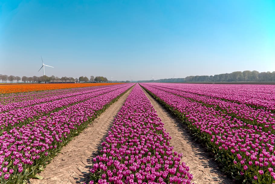 campos de bulbos, tulipanes, bulbo, países bajos, holanda, primavera, tulipán, flores, bulbos, campos de tulipanes