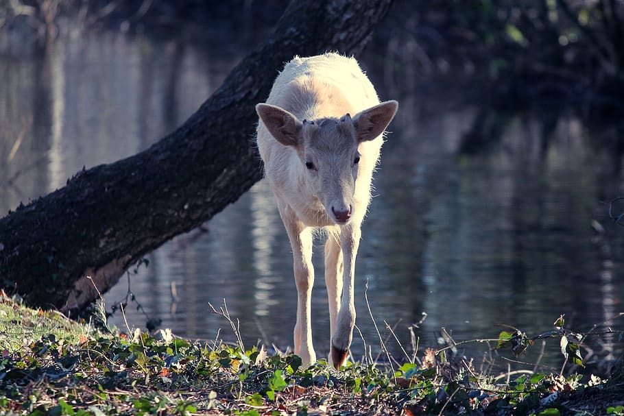 roe deer, white, albino, capreolus capreolus, nature, animal world, mammal, rarely, albino table, forest