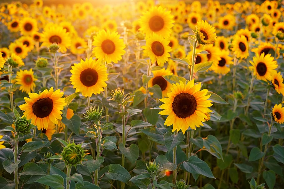 bunga matahari, bidang bunga matahari, bunga, musim panas, mekar, cerah, matahari, sinar matahari, wallpaper tumblr, tanaman berbunga