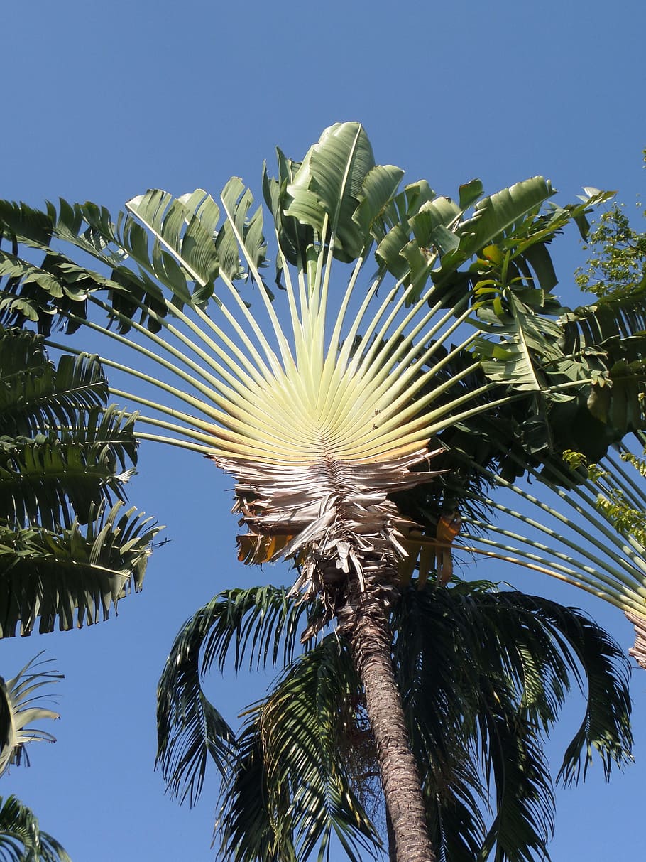 fan palm, north, thailand, fan, palm, tree, tropical, thai, ornamental, growth