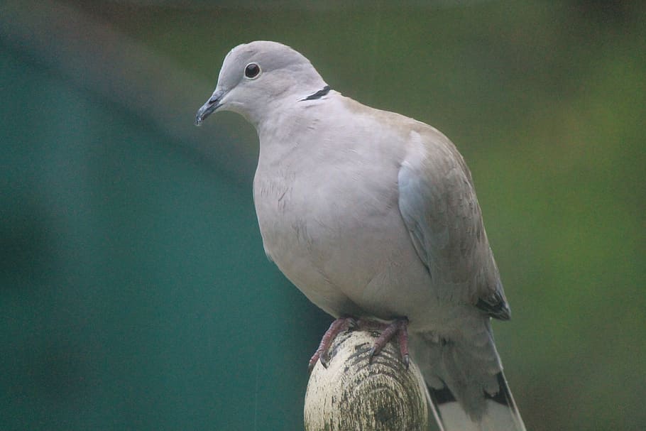 pigeon, dove, collared dove, nature, animal, bird, feathers, grey, outdoors, animal themes