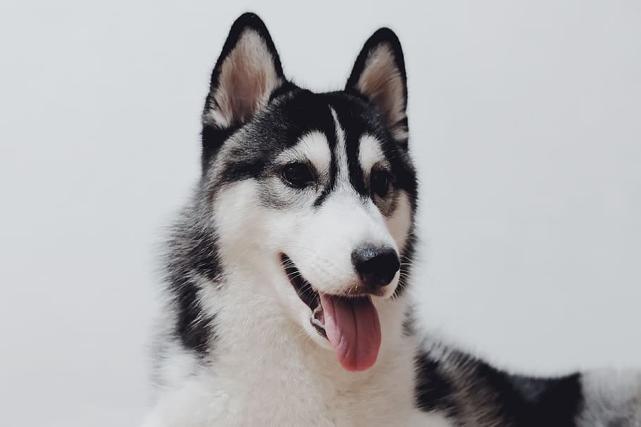 perro, husky, mascota, animal, siberiano, alaska, malamute, invierno, clima, canino