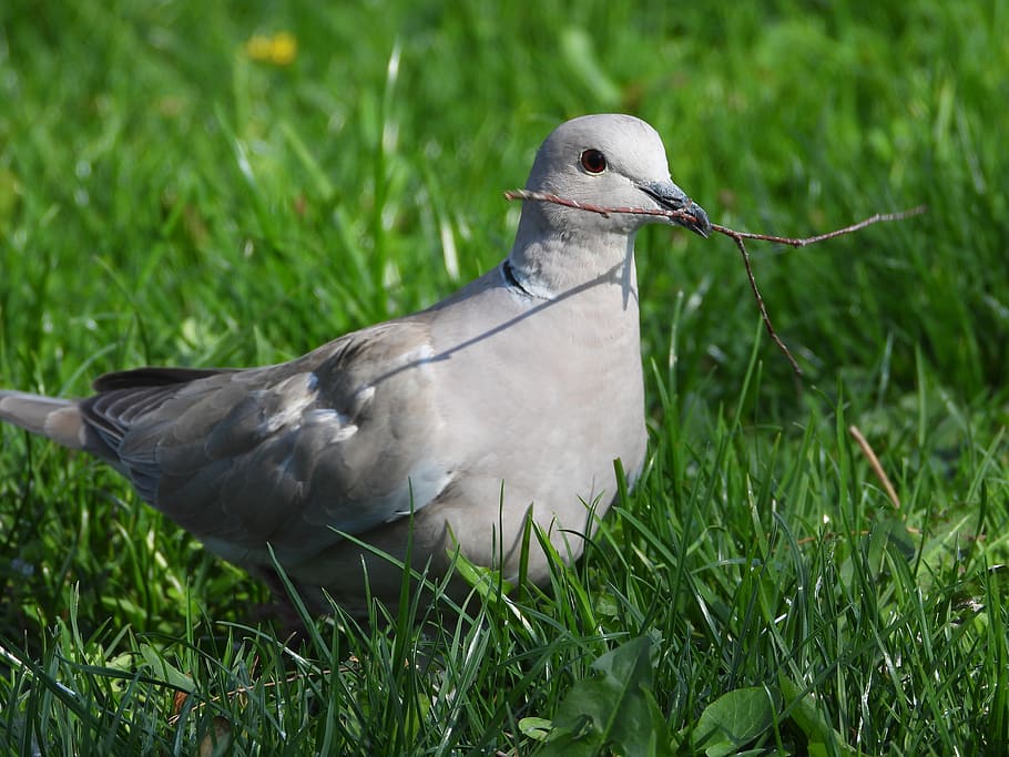 grey dove, the branch to the nest, bird's nest, lawn, spring, bird, nature, socket, beak, plumage