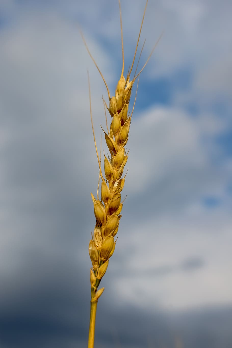 barley, plant, agriculture, wheat, cereals, nature, food, spring, cloud - sky, close-up