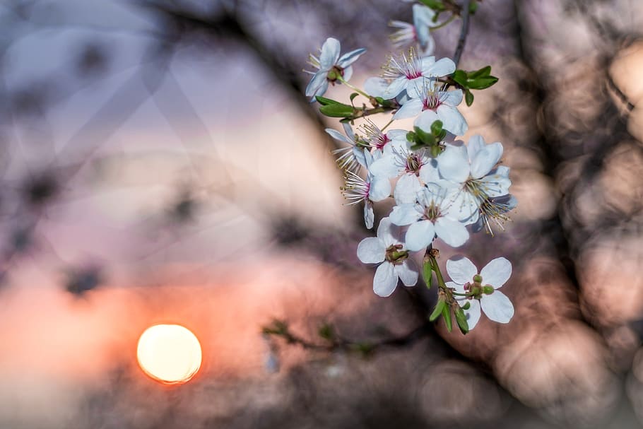 flowering crabapple, wild apple, the flowers on the tree, spring, sunset, cream flowers, white flowers, sprig, tree, garden