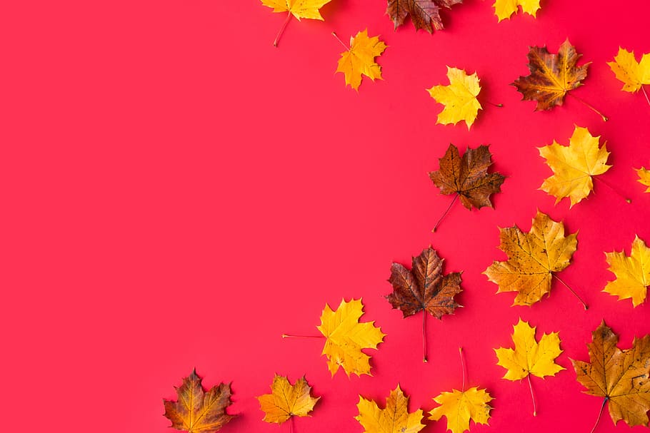 outono, folhas, apartamento, vermelho, fundo, quarto, texto # 2, design plano, folha, natureza