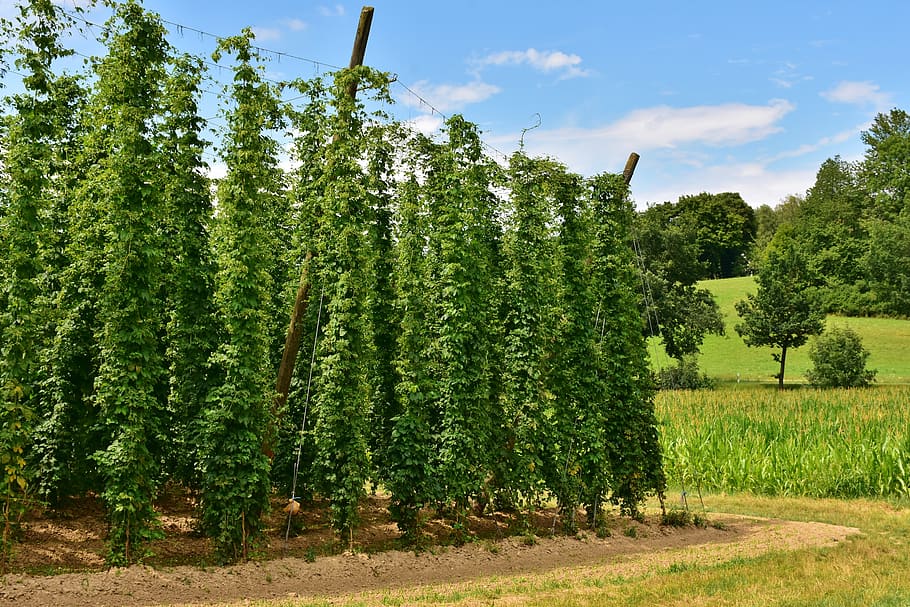 hop, umbel, tanaman pendaki, buah hop, pembuatan bir bir, bir, area pertumbuhan hop, hallertau, tanaman, hijau