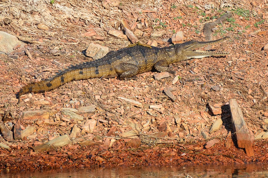 freshwater crocodile, crocodile, freshie, australian, crocodylus johnstoni, johnstone's crocodile, reptile, freshwater, animal, tooth