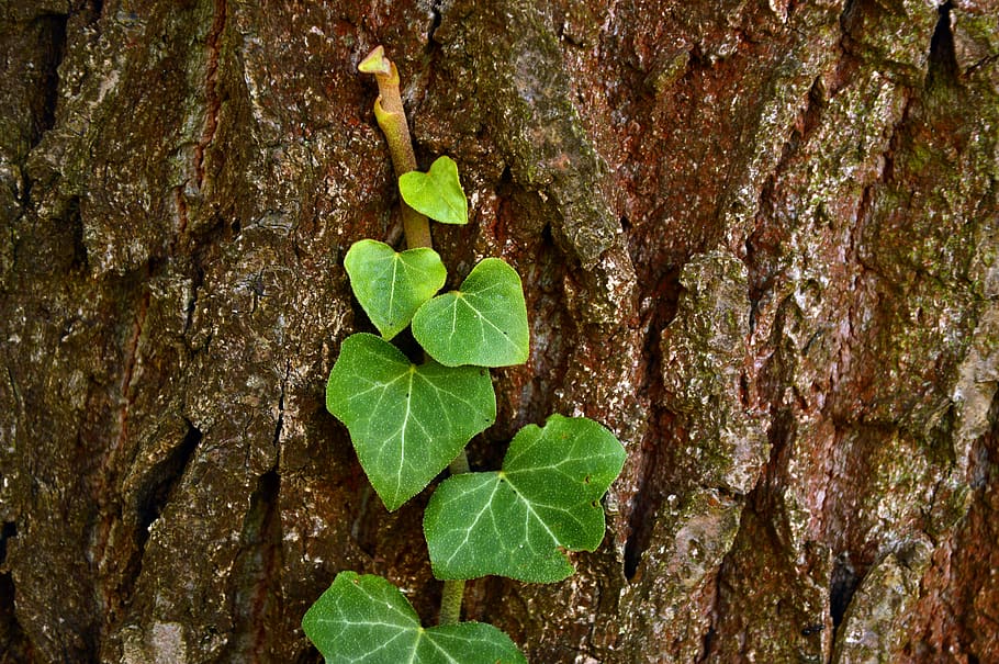 ivy, common ivy, hedera, plant, climber plant, ranke, entwine, tree, wood, live