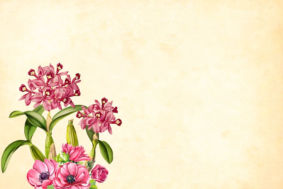 Rosa, verde, plantas de flores, crema ligera, color, fondo, flor, floral, frontera, marco de jardín