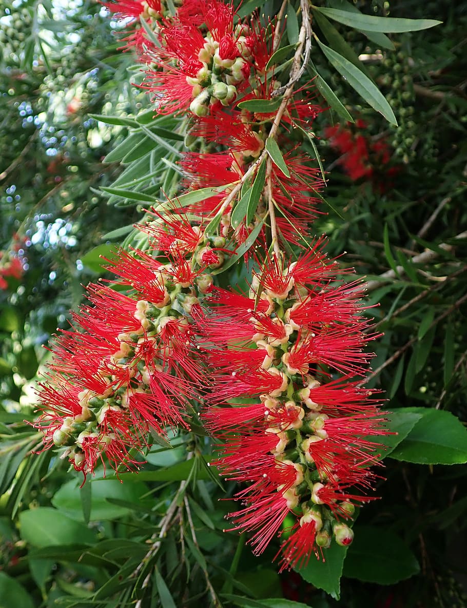 tree, bottlebrush, australian, native, garden, nature, plant, red, growth, beauty in nature