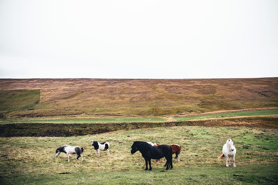 длинный, волосатые лошади, поле, дневное время, животное, ферма, Сельхозугодья, серый, ноздря, на открытом воздухе