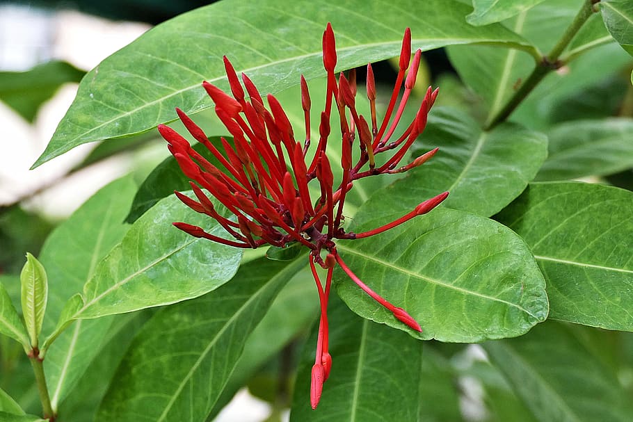 flower, maltese cross flower, ixora coccinea, not blossomed, close up, thailand, plant part, leaf, plant, growth
