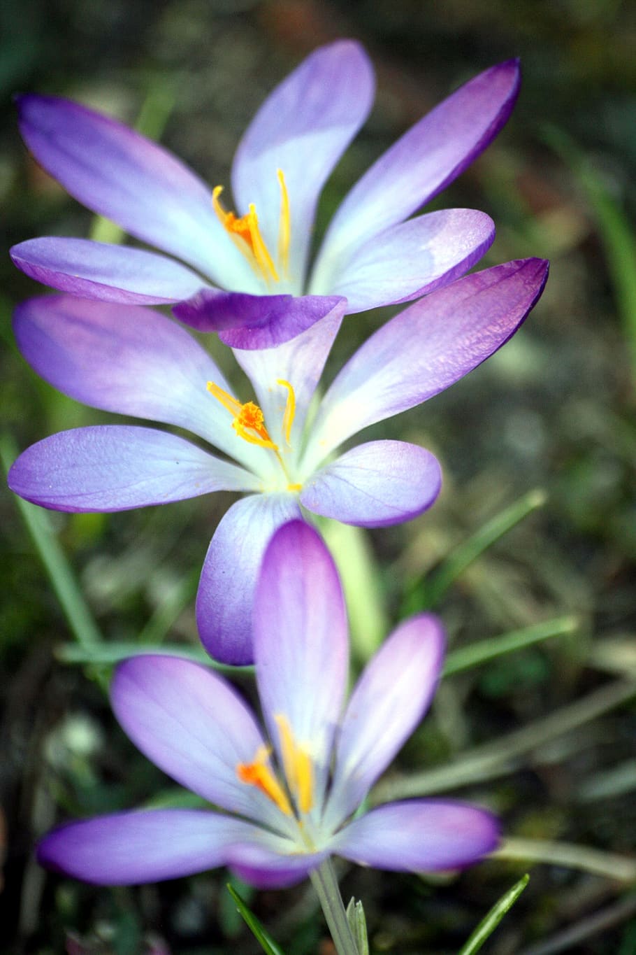 Early Flower видеозаписи