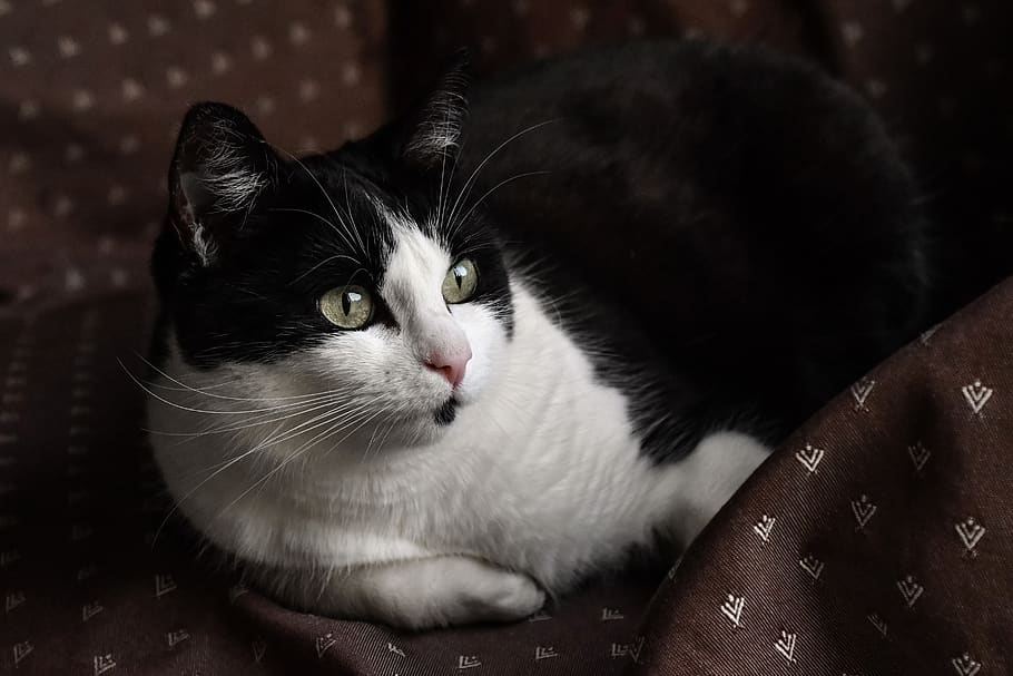 cat, pussy, elongate, armchair, watch cat, animal, domestic, black, white, domestic cat