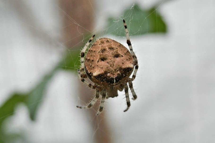aranha de cara de gato, -, araneus gemmoides, aranha de orbe, eficientemente, rotações, web, captura, comida, araneus