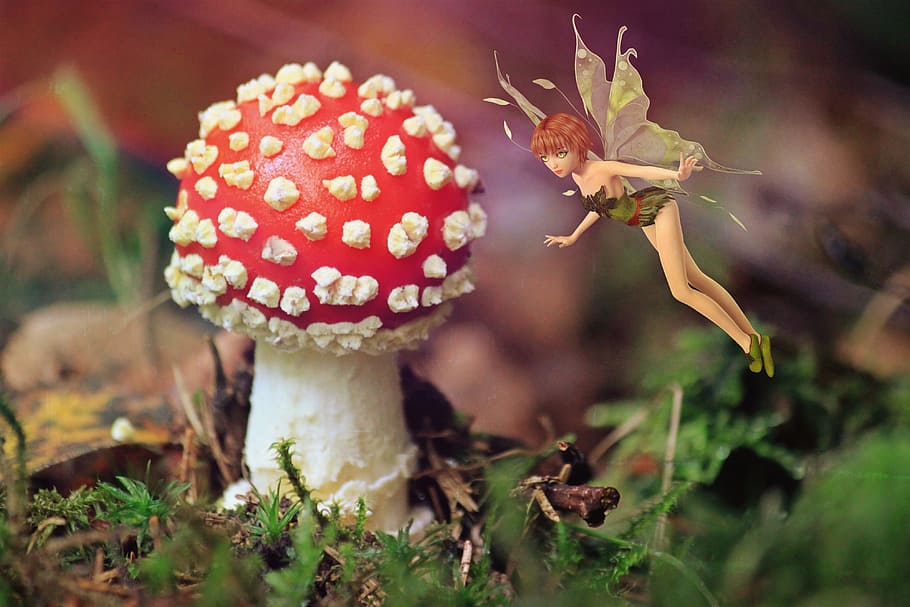 fairy, mushroom, nature, plant, red, vegetable, fungus, food, close-up, growth