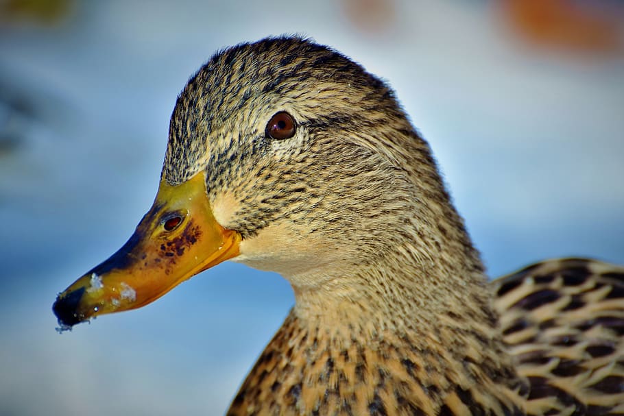duck, mallard, water bird, duck bird, poultry, plumage, bill, bird, animal, aquatic animal