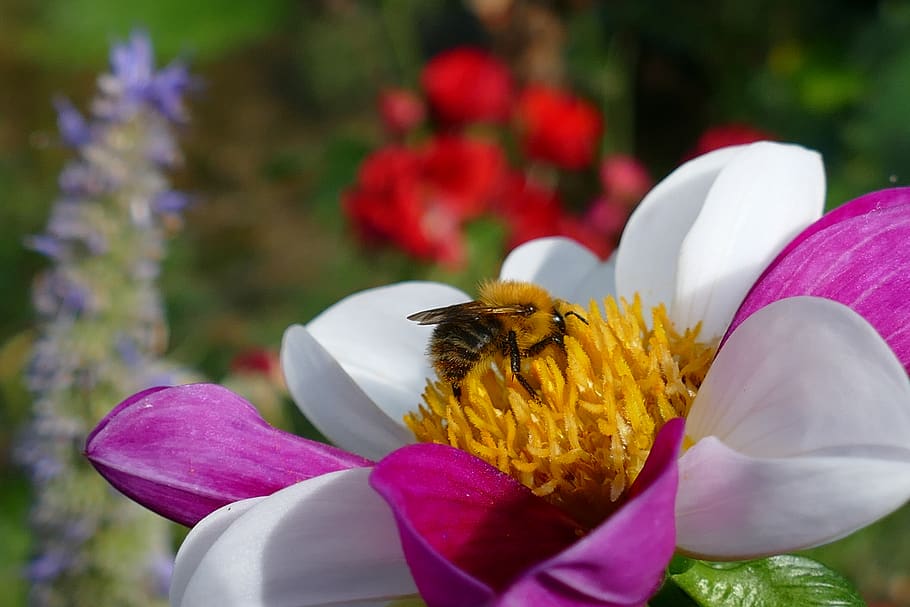 flower, flora, dahlia, the two-tone, purple, white, bee, bug, fauna, pollination