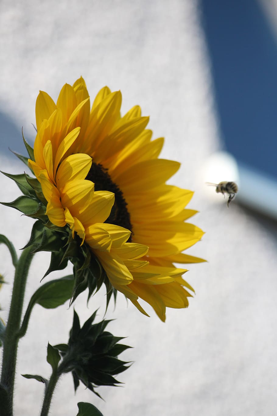 girasol, abeja, verano, sol, amarillo, flor, floración, planta, naturaleza,  insecto | Pxfuel