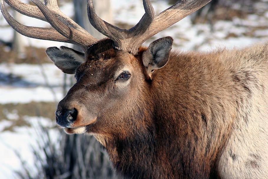elk, close, bull, nature, stag, mammal, meadow, wildlife, male, antlers