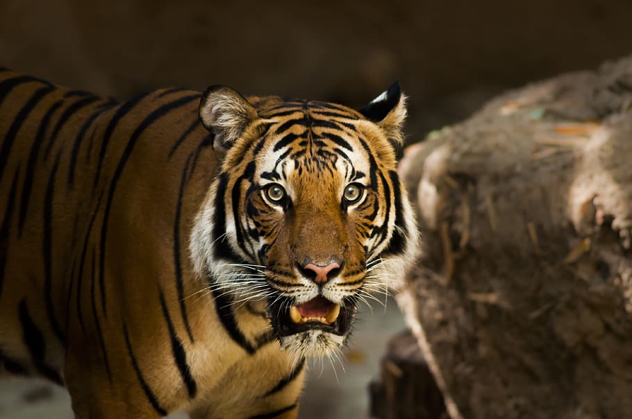 Bengal, tiger, roar, hunt, kill, fierce, attack, stare, cat, animal themes
