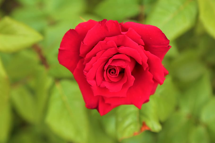 rose, greengrass, nature, plant, spring, leaves, flower, red, garden ...