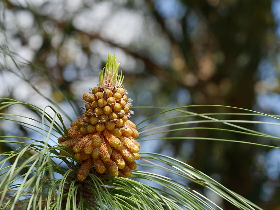 pine cones, mediterranean trees, conifer, nature, pine, decoration, tap, mediterranean, pinus, tree