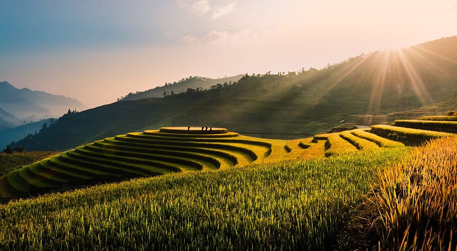 vietnam, tu le, terraces, field, rice field, rice, terrace, travel, natural, green