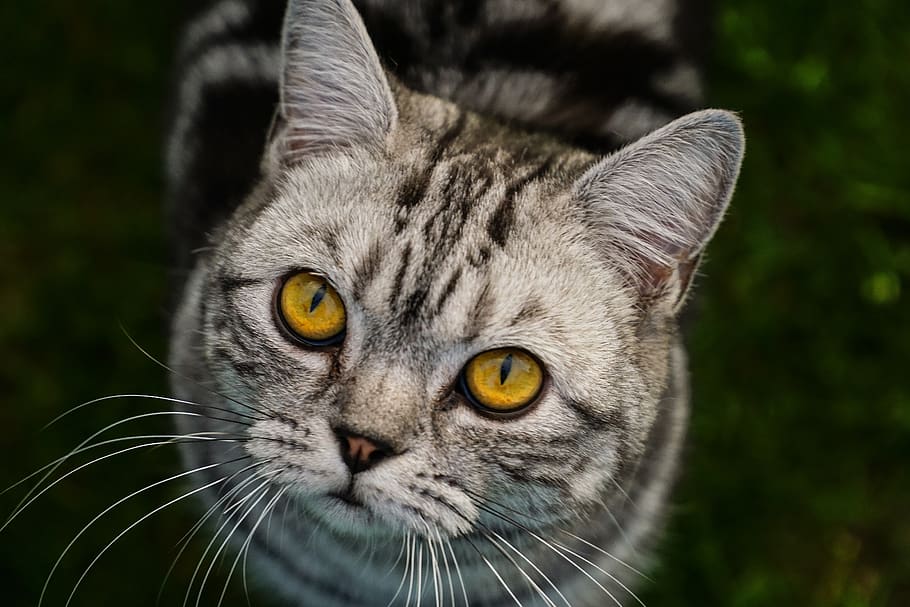cat, close up, animal, view, head, domestic cat, cat face, pet, grey, macro