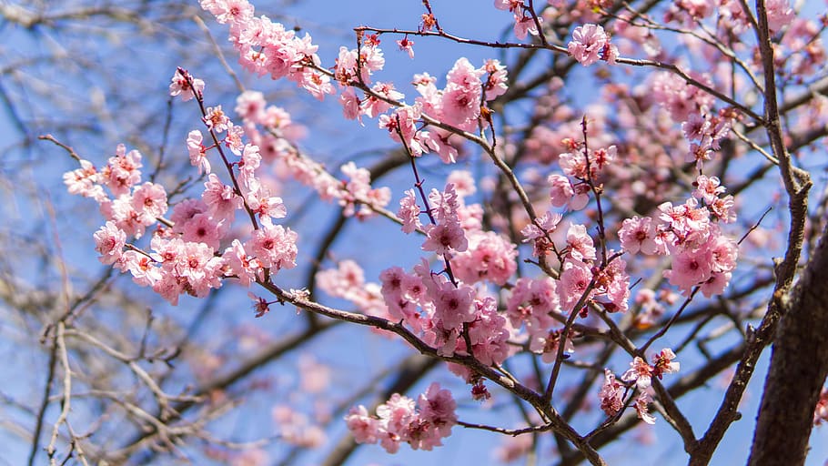 sakura, jepang, pink, mekar, bunga, taman, tanaman berbunga, warna merah muda, cabang, pohon