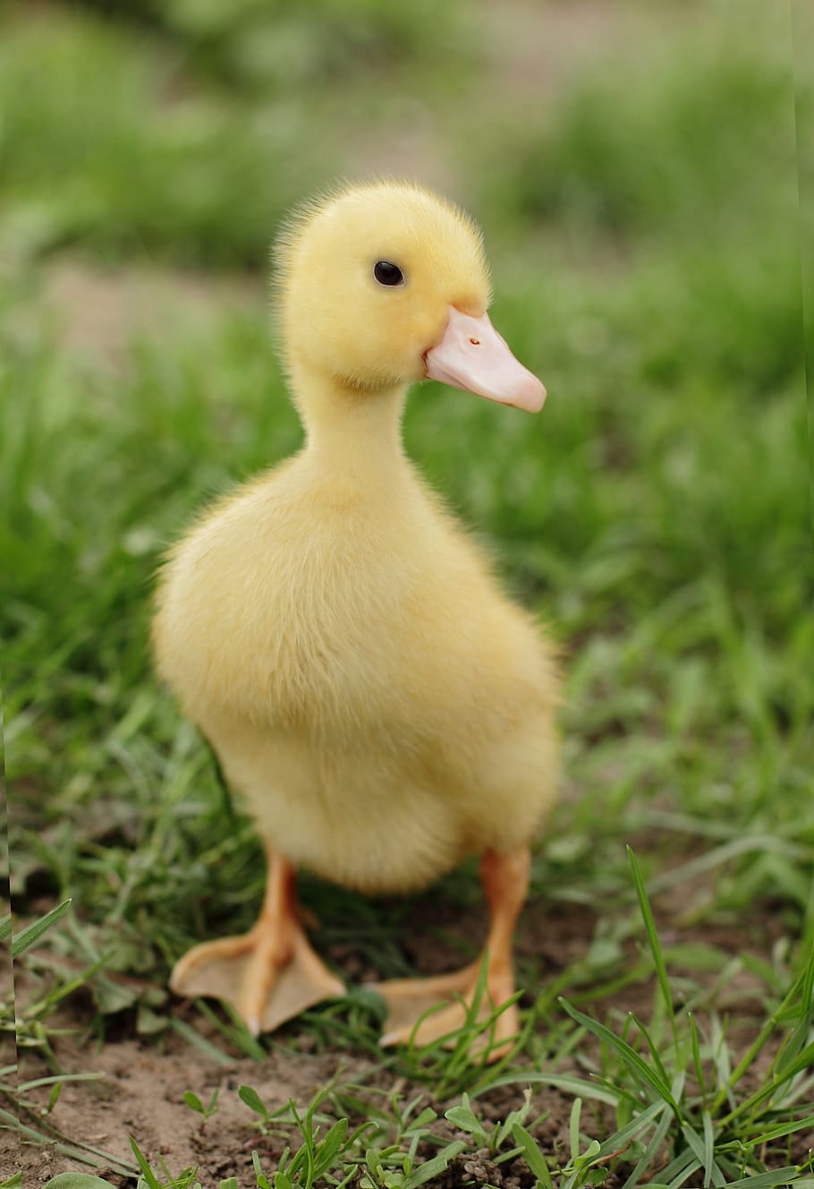 animal, baby, bird, born, child, cute, duck, duckling, ducklings, ducky