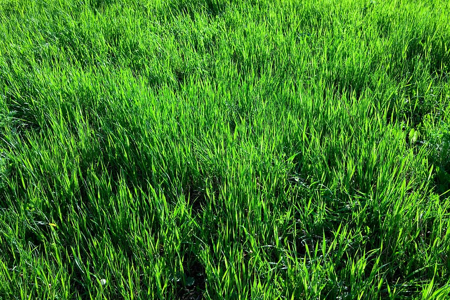 grass, field, turf, background, summer, pattern, green, meadow, lawn, textured