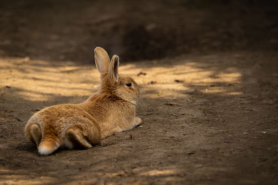 animal, hare, rabbit, easter, cute, animal world, mammal, ears, bunny, farm