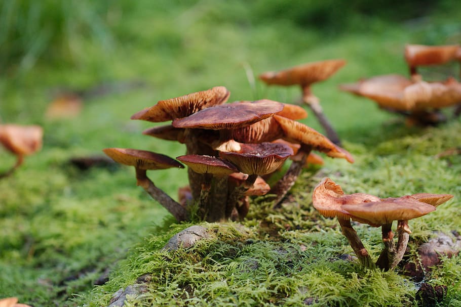 mushroom, nature, autumn, wood, rac, moss, grass, toadstool, plant, leaf