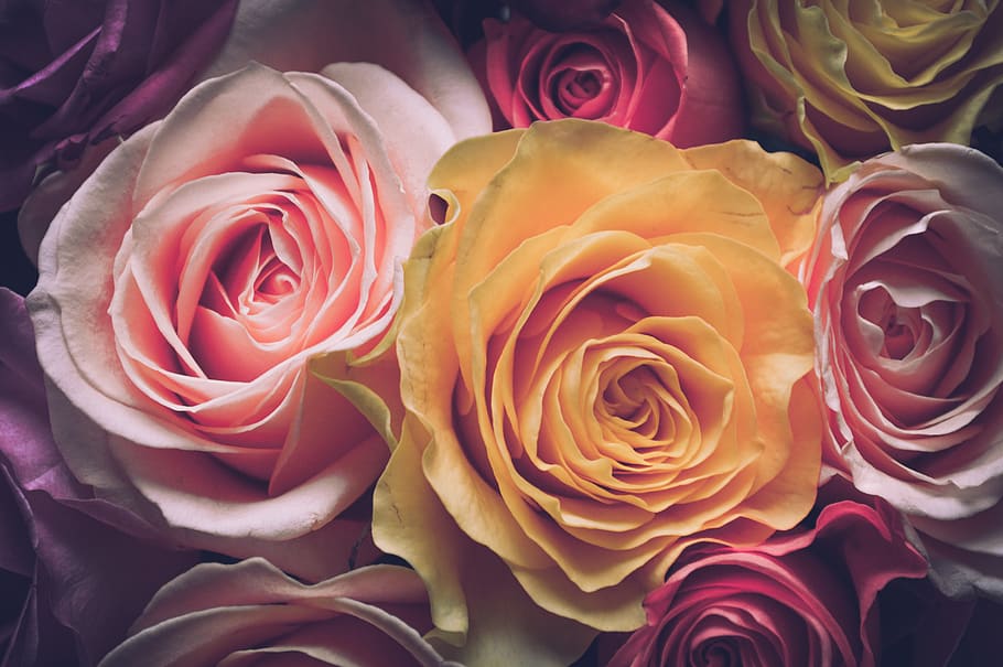 rosas, buquê, flores, amor, flor, flora, pétalas, romance, dia dos namorados, presente