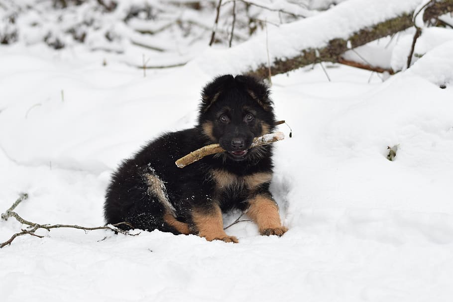 cachorro, pastor alemão, raça, neve, temperatura fria, inverno, temas animais, um animal, mamífero, animal